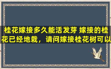 桂花嫁接多久能活发芽 嫁接的桂花已经地栽，请问嫁接桂花树可以长大成树吗平时要如何管理